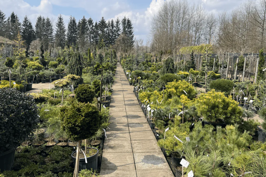 Materiał roślinny przygotowany do kompletacji zamówienia Florino Garden